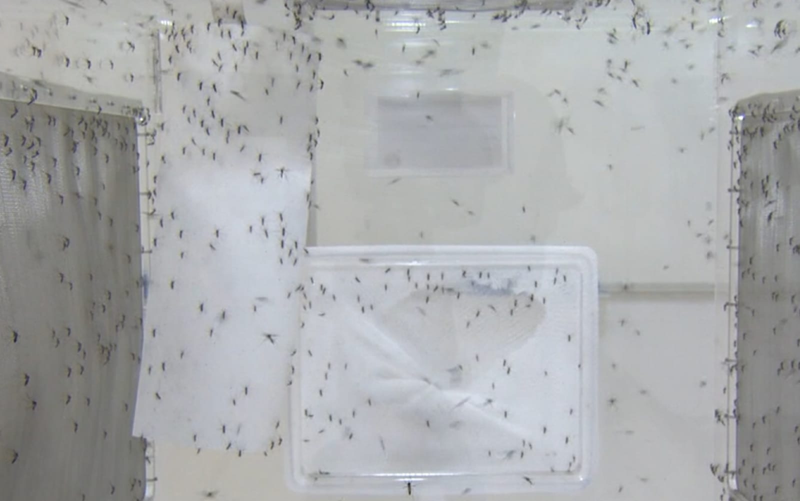 Biofábrica de mosquitos que bloqueiam a dengue começa a operar em Ribeirão Preto, SP
