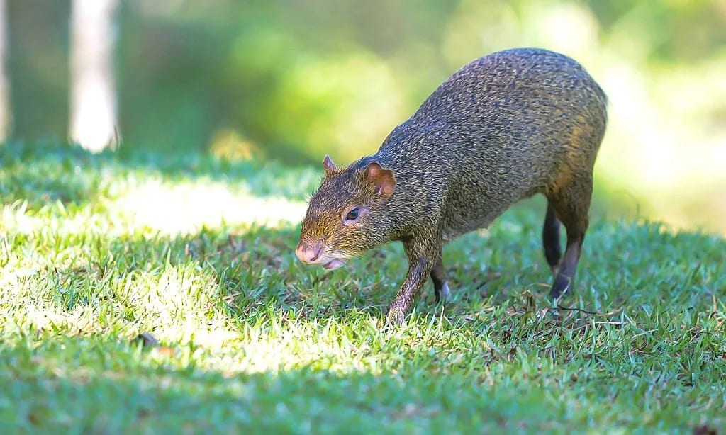 Joinville aprova autuação imediata por maus-tratos a animais