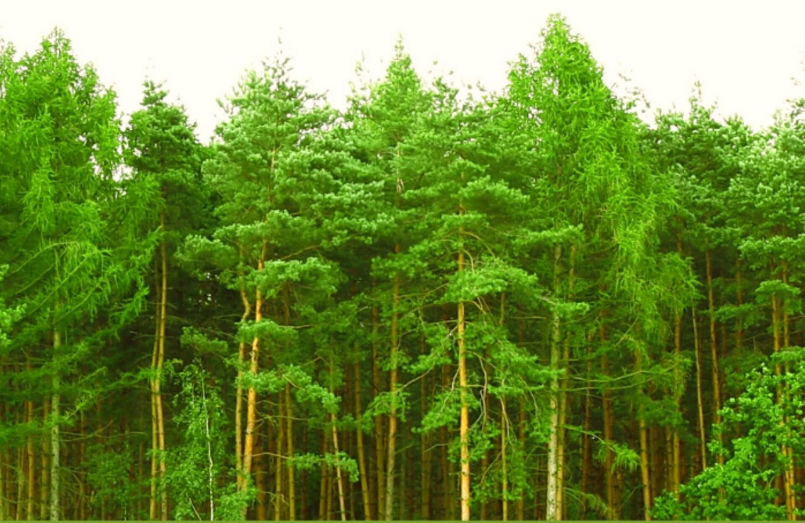 Seminário do Projeto Redes Verdes Vivas será nesta quinta em Nova Petrópolis