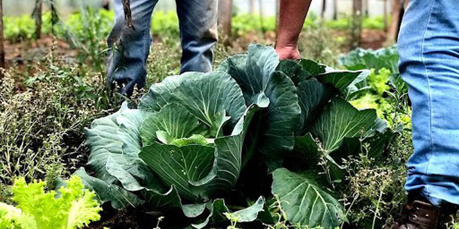 Segurança alimentar exige esforço coletivo e articulação