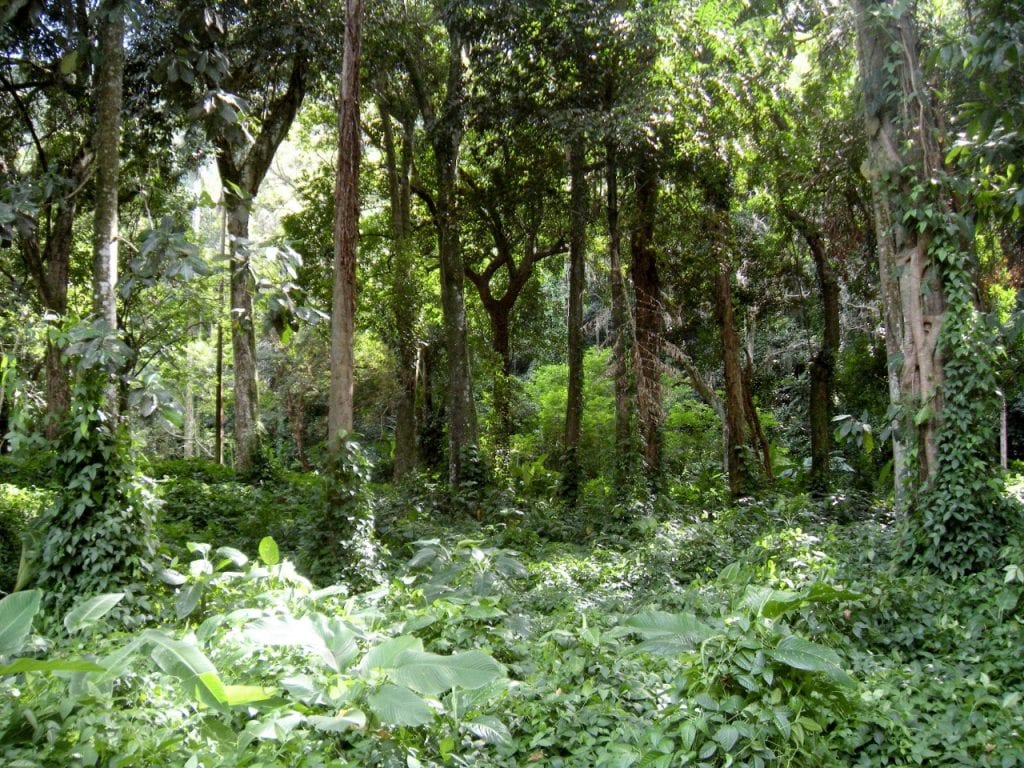 Concurso da Fundação Florestal avança com resultado preliminar e 10.923 inscritos