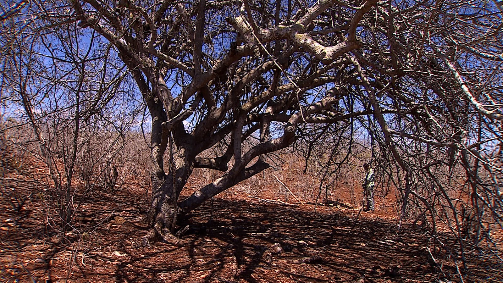 Sem pasto e sem leite: seca no Sertão de Sergipe devasta lavouras e faz produtores perderem renda
