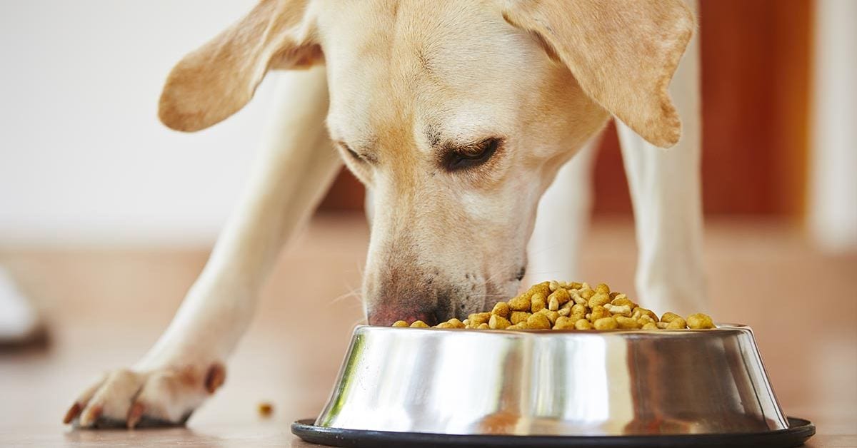 Consultas e exames de cães e gatos poderão entrar na dedução do Imposto de Renda