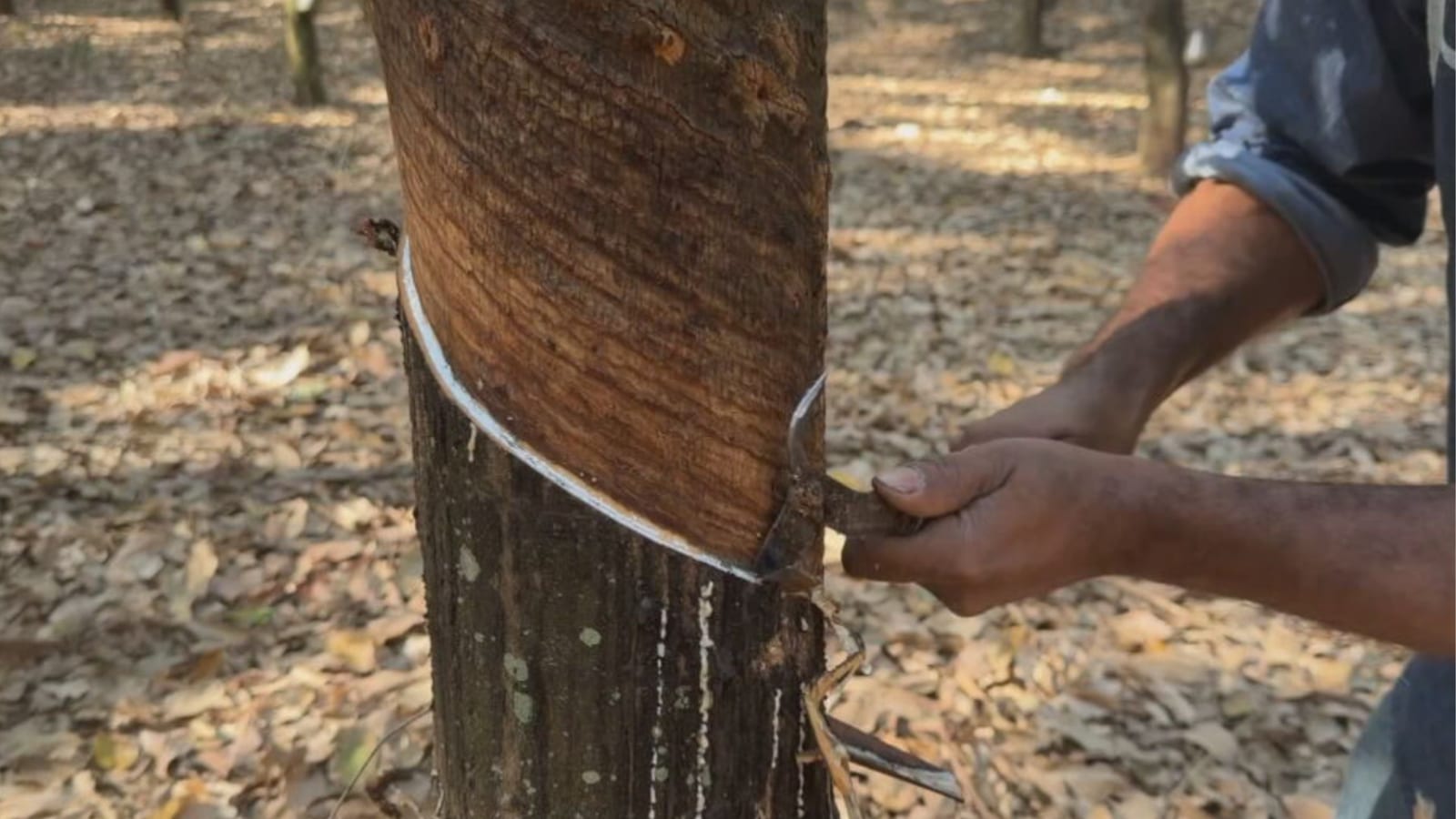 Falta de mão de obra reduz produção de borracha e limão no noroeste de SP