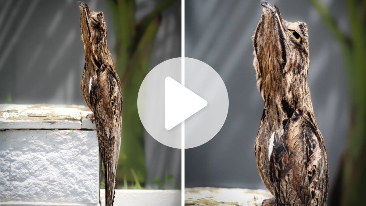 ‘Ave fantasma’ entre as mais difíceis de avistar no Brasil é flagrada à luz do dia em muro de SC: ‘Maravilhas da criação