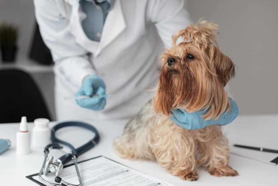 Projeto da Farmácia Veterinária Popular em Goiás vai à votação na Alego