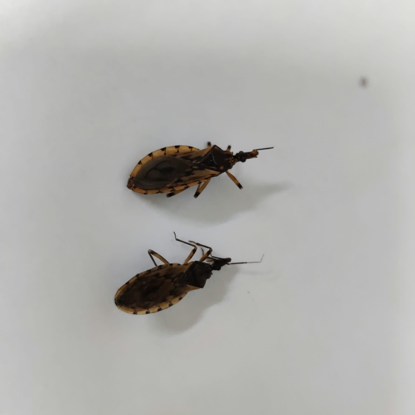 Goiânia registra aumento de barbeiros e prefeitura alerta para risco de doença de Chagas
