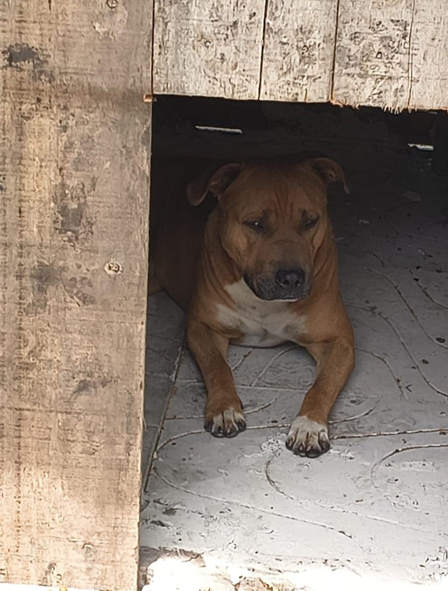 Prefeitura recolhe pitbull encontrado solto em via pública de Arroio do Sal