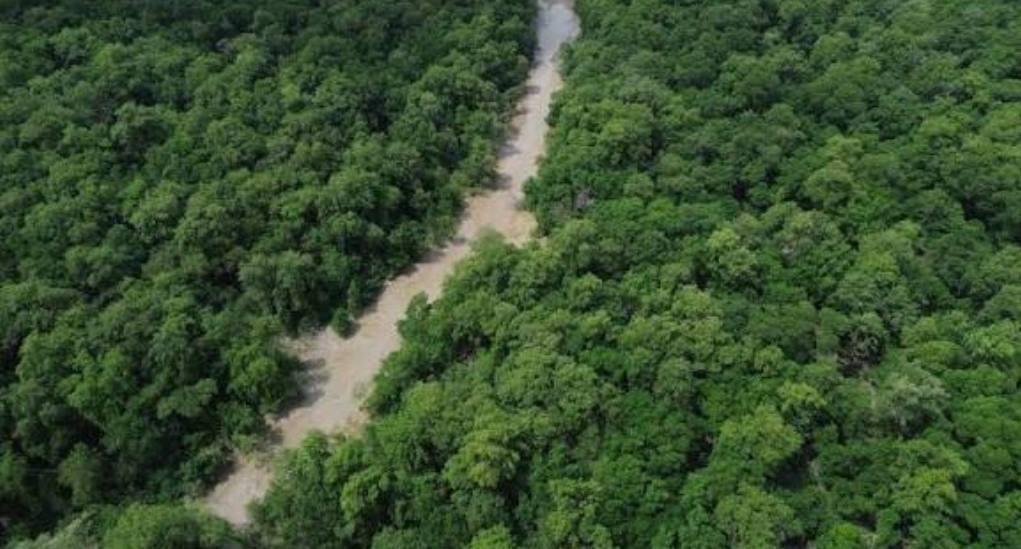 MEIO AMBIENTE – No Dia da Amazônia, campanha pede que eleitor vote por floresta em pé.