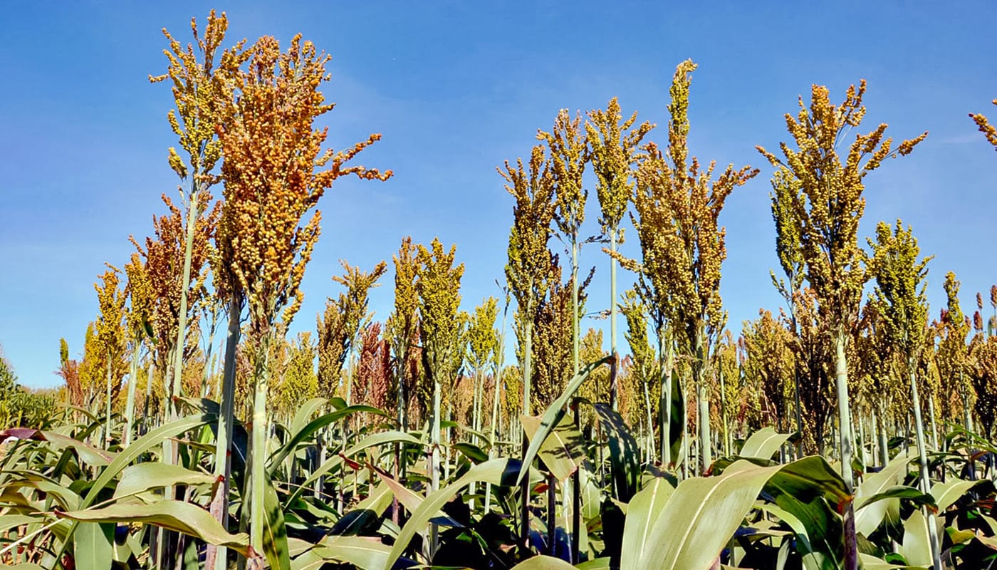 Governo do Tocantins destaca técnicas de manejo e pesquisa para fortalecer a produção de soja e milho em períodos de chu