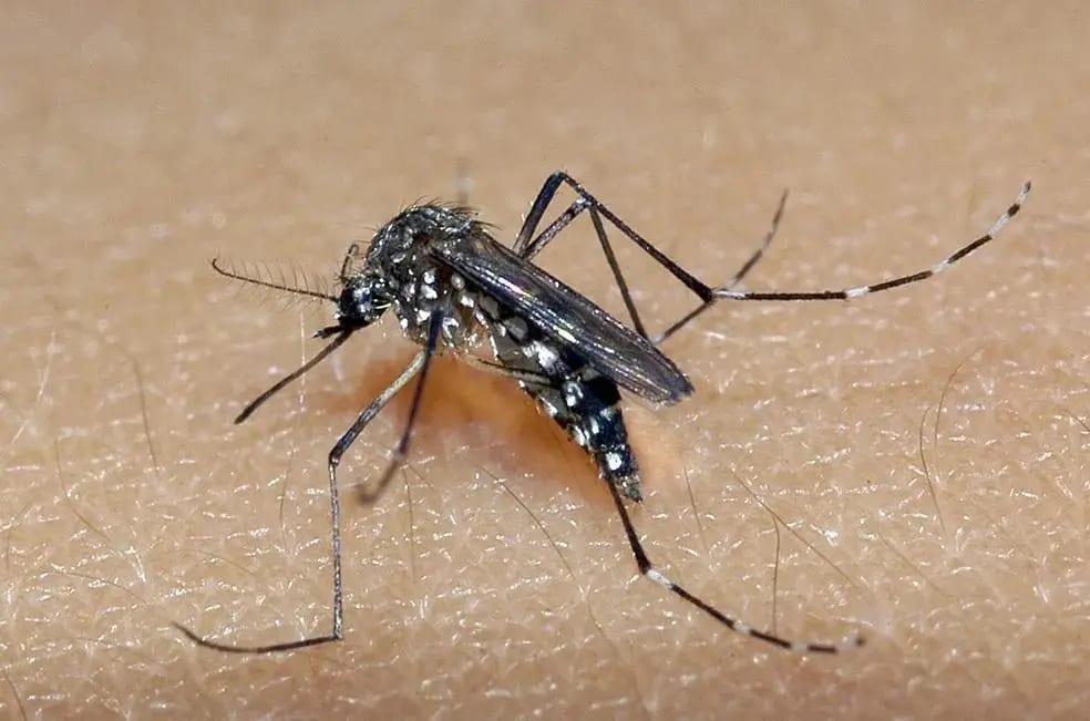 Goiás registra avanço da dengue e alta de 388% nos casos de chikungunya em 2026