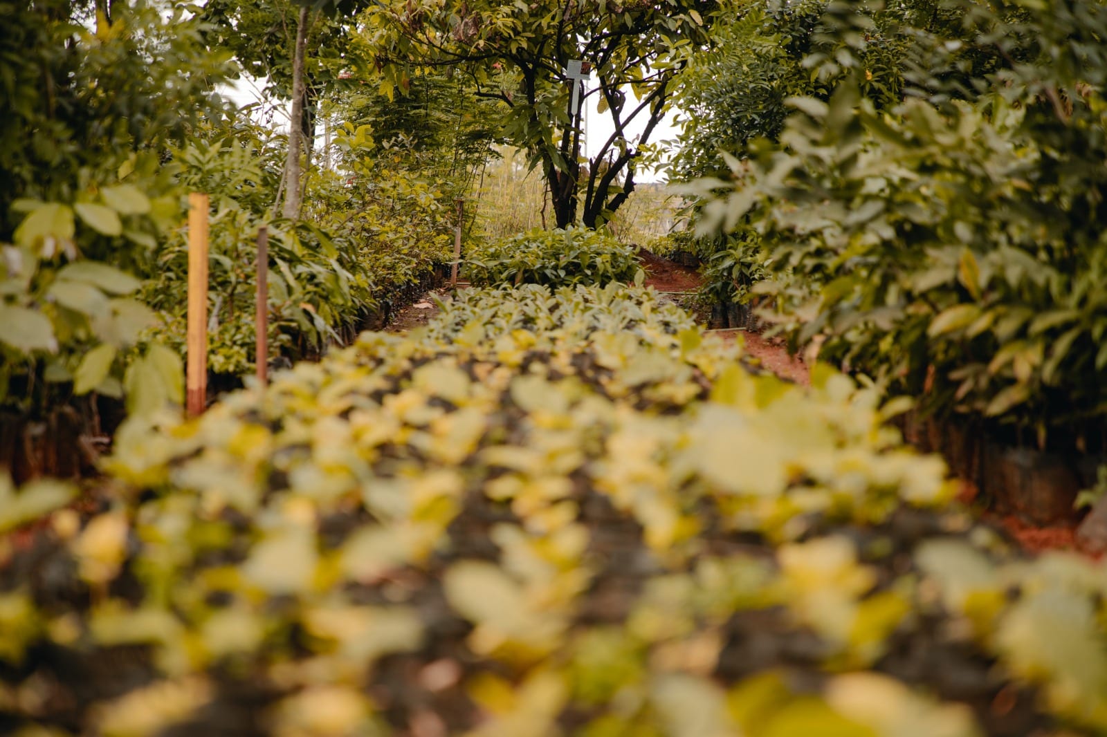 Anápolis doa mudas frutíferas no Parque Ipiranga nesta segunda (21)