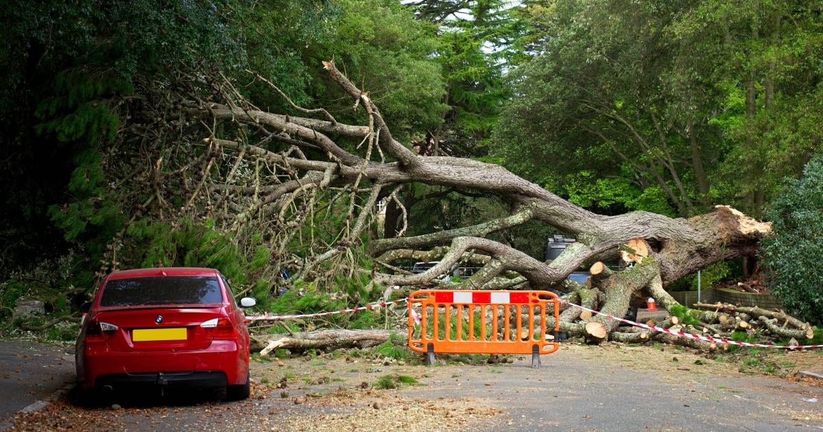 Buraco, árvore caída e semáforo apagado: como acionar a Prefeitura em SP