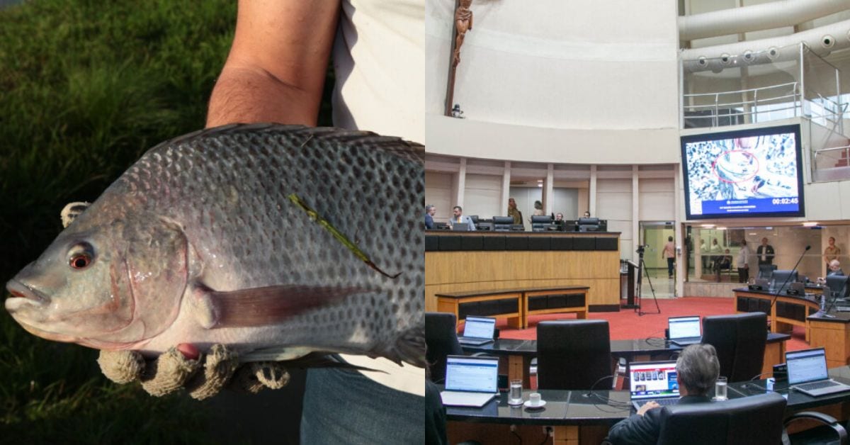 Em Florianópolis, ALESC aprova inclusão de peixe na merenda das escolas estaduais; veja o que falta agora