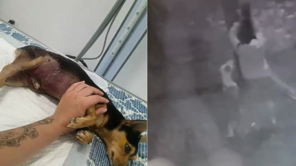 Câmeras registram ataque de pitbull que resulta na morte de cão de pequeno porte em Peruíbe