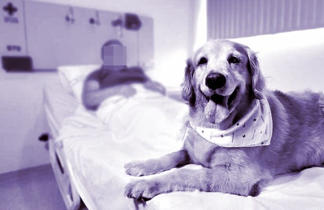 PLO 194/2026 autoriza visitação assistida de pets a pacientes em Anápolis