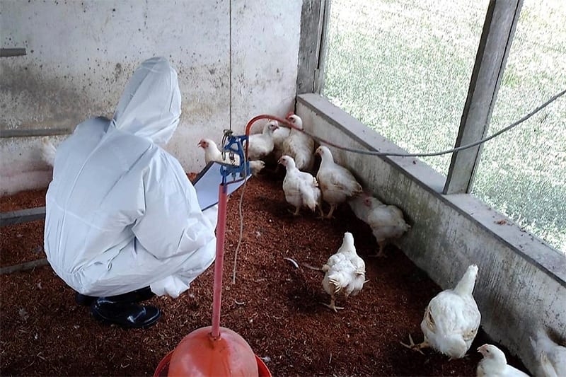 Secretaria da Agricultura encerra foco de gripe aviária em Selbach e inicia vazio sanitário no local