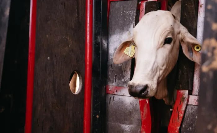 Governo do Tocantins avança nos testes para implantação da rastreabilidade bovina