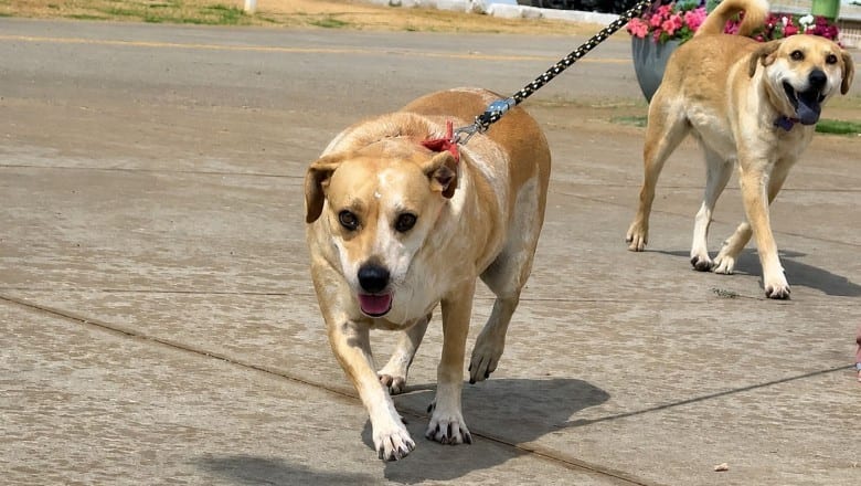 1º Circuito PATA reúne mil inscritos em corrida e caminhada pela causa animal neste sábado, 29