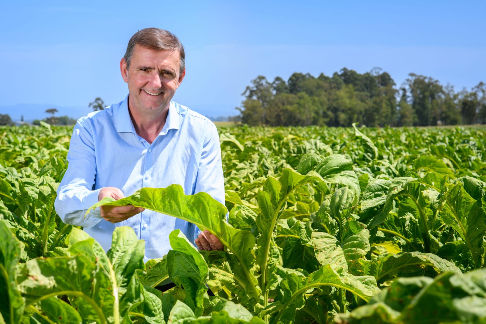 Dia do produtor de tabaco destaca importância econômica da atividade no Sul do Brasil
