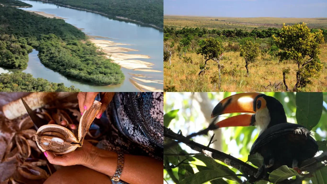 Coalizão avalia planos ambientais dos candidatos ao governo do Tocantins