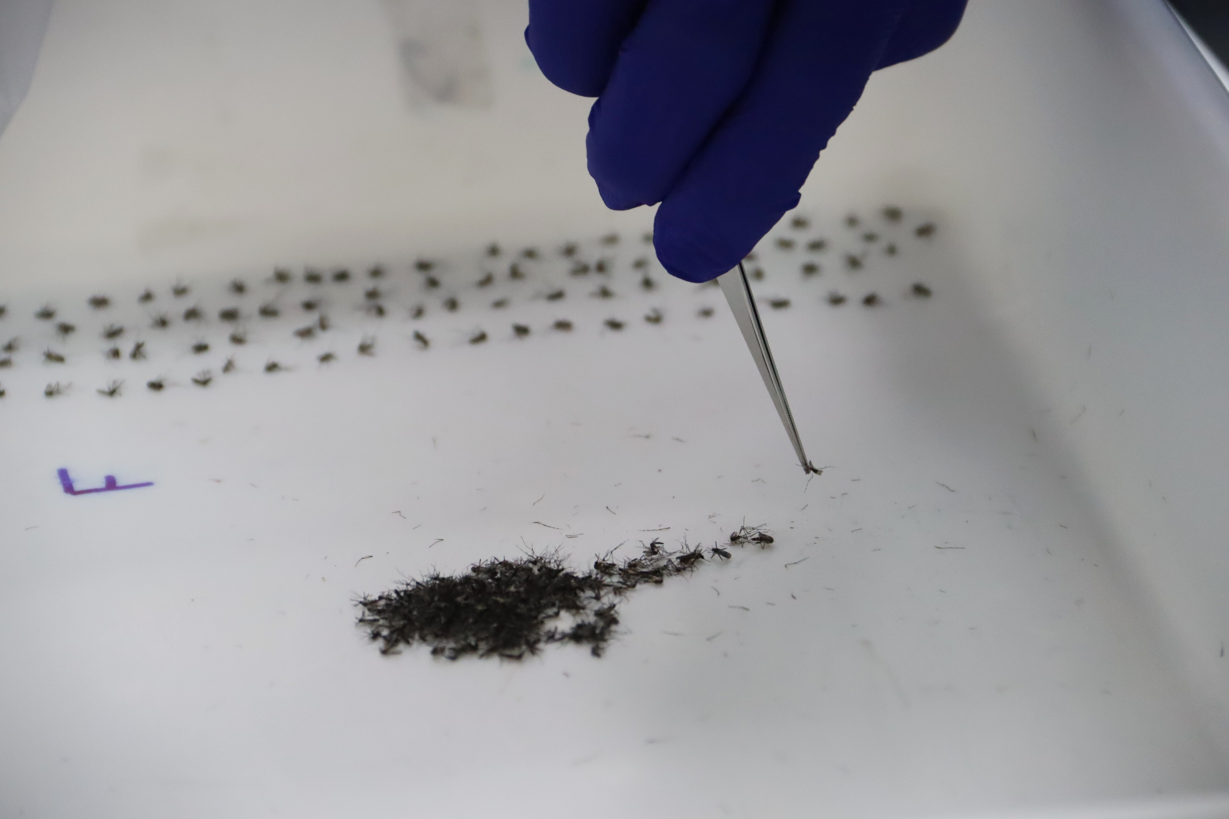 Presidente Prudente encerra método Wolbachia após queda de dengue