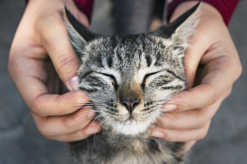 Secretaria de Bem-Estar Animal promove feira de adoção de gatos