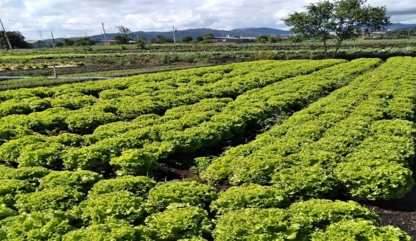 Governo de SP libera até R$ 30 mil para produtores de Mogi atingidos por chuvas