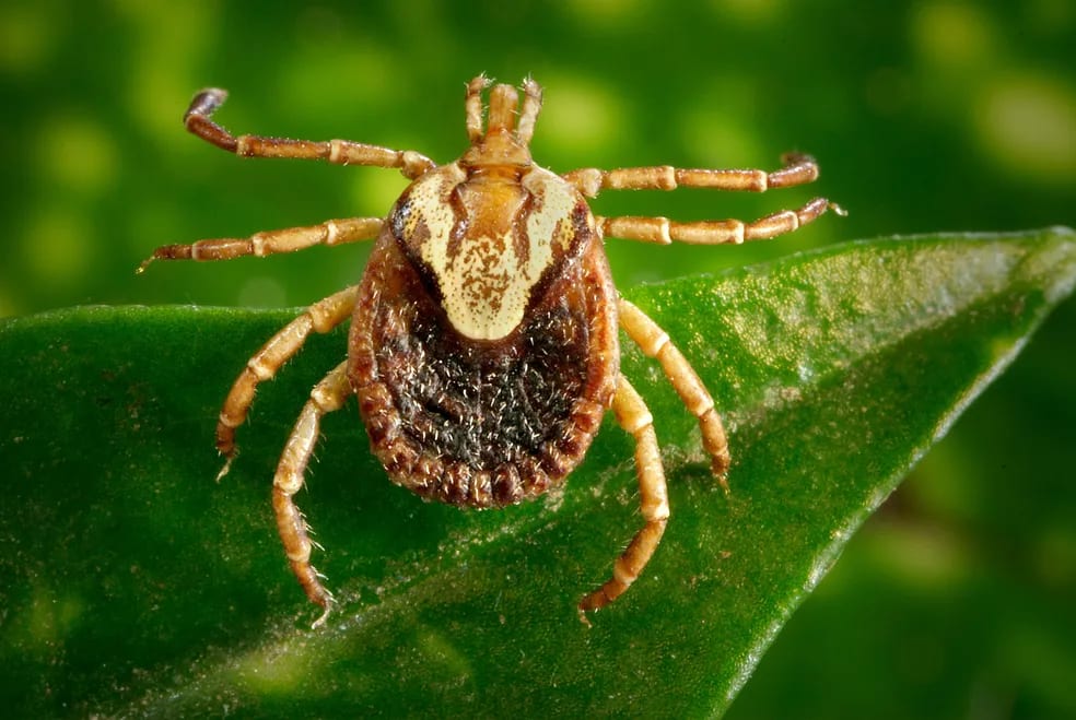 Amparo decreta emergência após quatro mortes suspeitas por febre maculosa