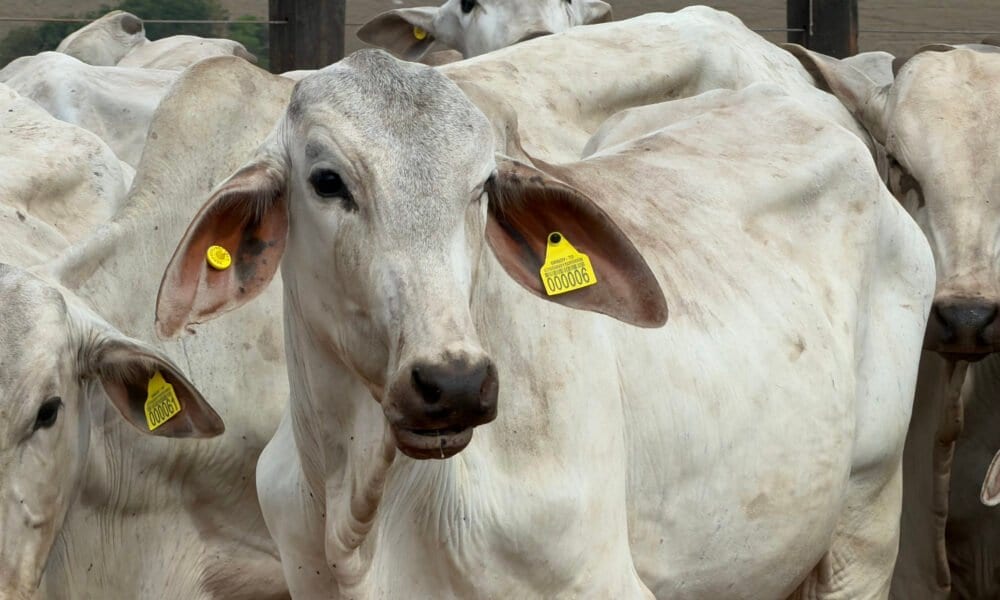 Rastreia/TO identificou 250 bovinos em teste prático em Tabocão