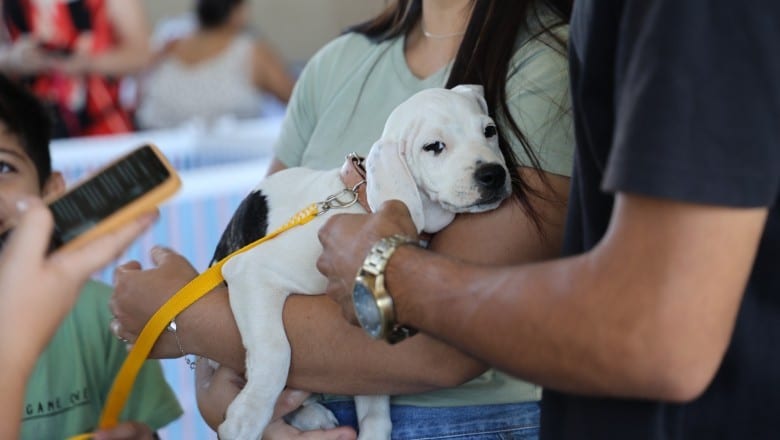 Prefeitura de Aparecida celebra um ano do “Deu Match Com Meu Pet” com 250 animais adotados