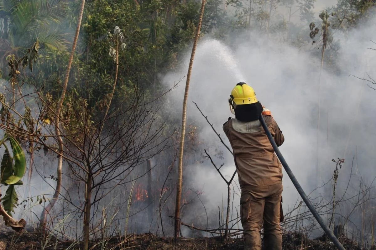Moradores do AM recebem alerta de incêndio do governo pelo WhatsApp