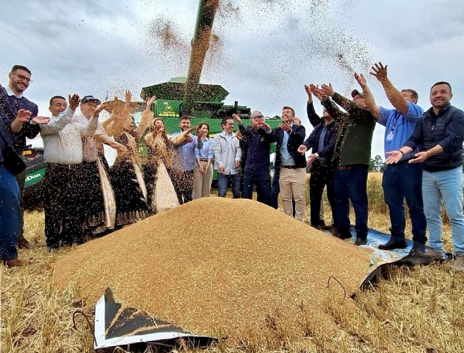 Em Cruz Alta, cerimônia de abertura da colheita de trigo ressalta a força do segmento no RS