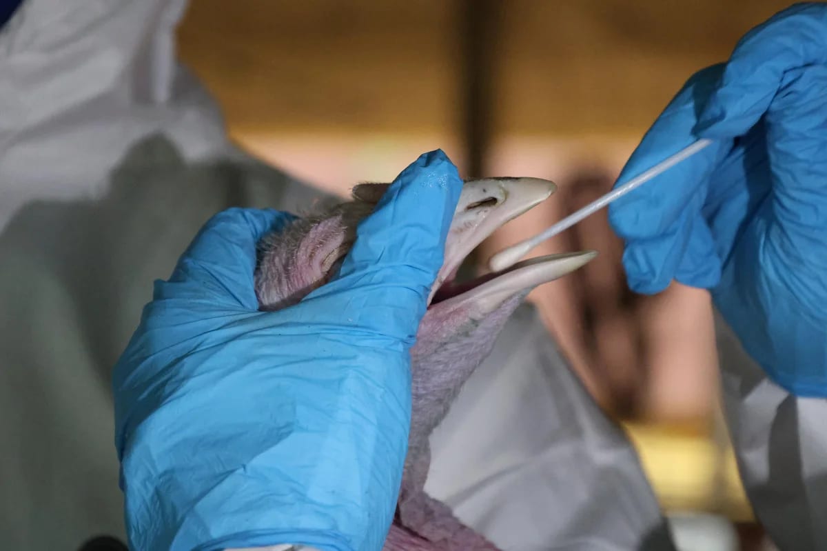 SC registra terceiro foco da doença de Newcastle em aves; entenda