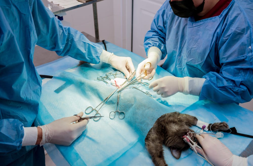 Câmara de Franca vai votar verba de R$ 200 mil para castração de cães e gatos