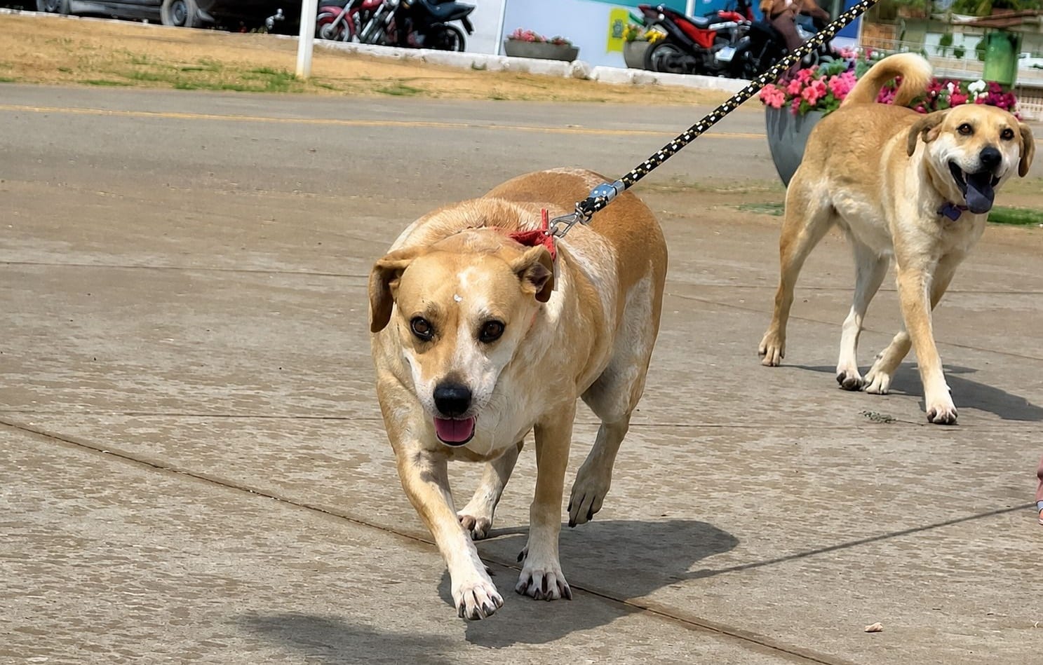 1º Circuito PATA reúne mil inscritos em corrida e caminhada pela causa animal em Aparecida