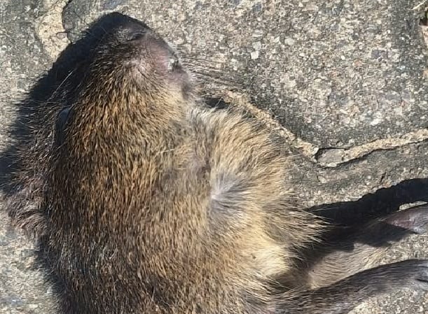 Preservação em risco: Morte de preá na Morada das Palmeiras reforça alerta para a fauna silvestre de Torres