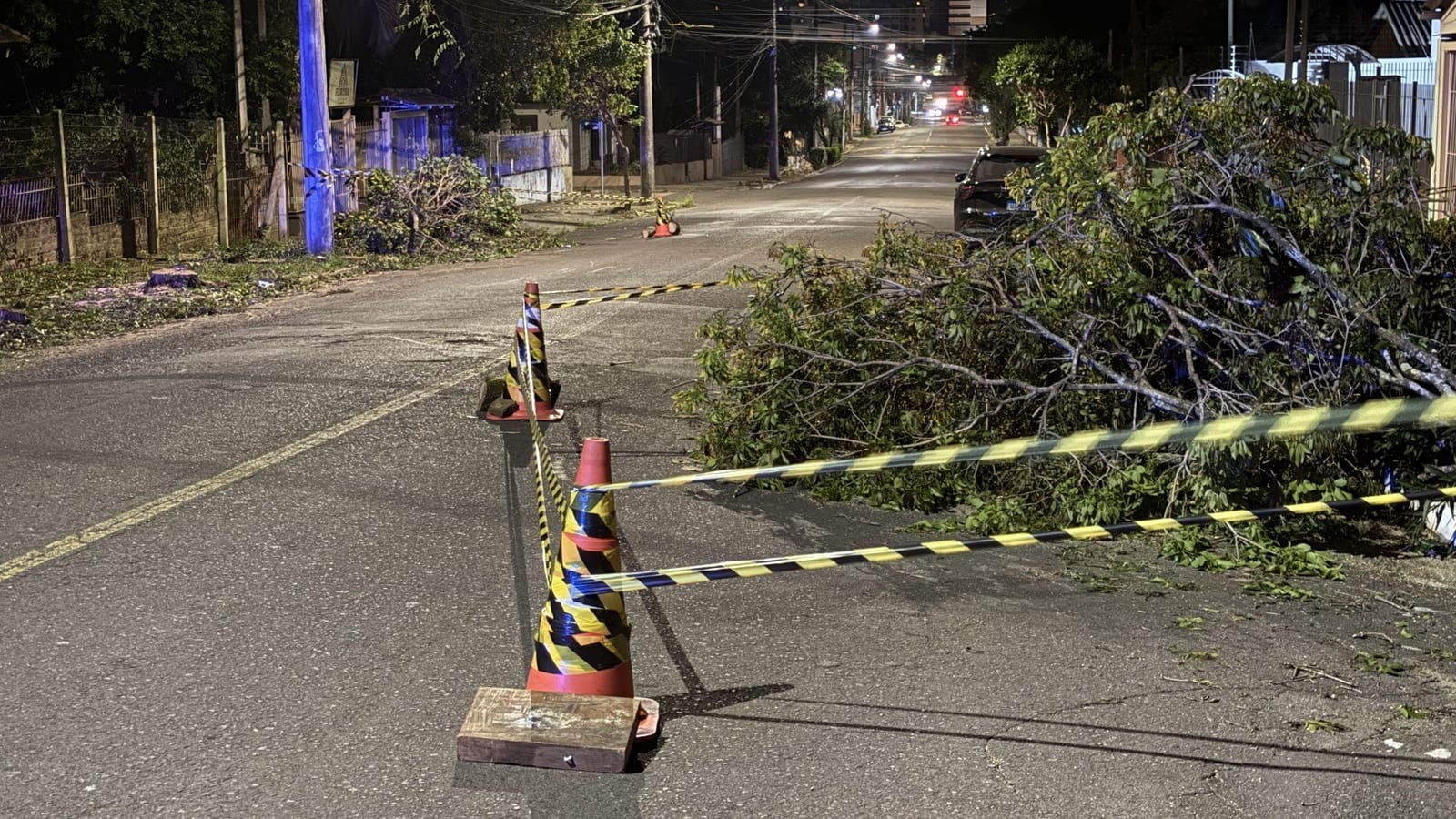 "Presenciei em 15 minutos quase três acidentes": Árvore no meio da rua gera transtornos em Novo Hamburgo