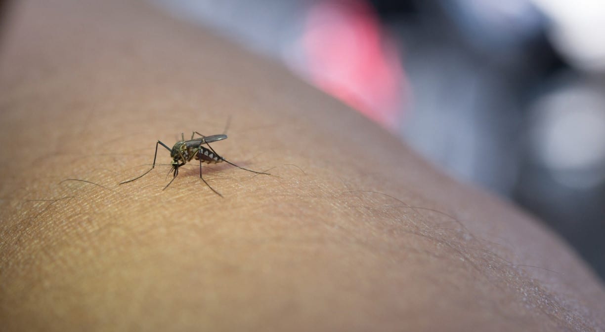 Treinamento pelo WhatsApp capacita agentes do SUS para prevenção da dengue