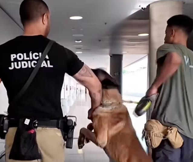 Cães farejadores, drones antibomba e mega reforço policial para proteger local que confirmará o próximo Presidente da Re