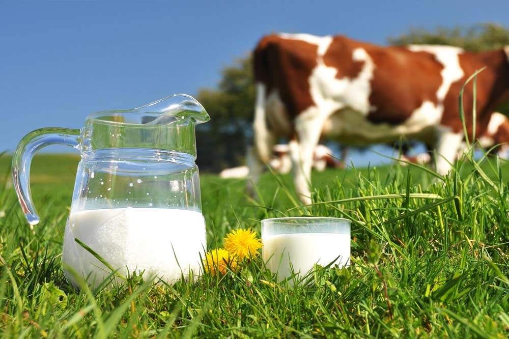 Pesquisa da Emater aponta motivos por trás da saída de 55 mil produtores da atividade leiteira no RS