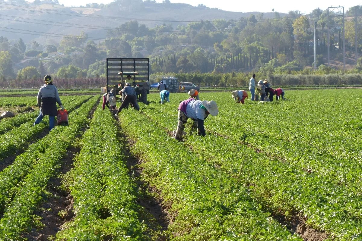 Defesa agropecuária: proteção de um setor capaz de alimentar o mundo todo