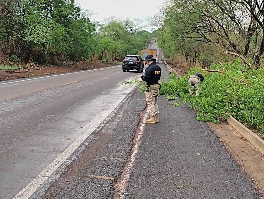 Queda de árvores durante fortes chuvas provoca bloqueios parciais na BR-153 entre Rio dos Bois e Miranorte