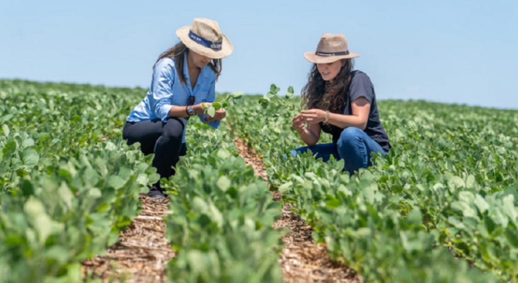 Mais terra, crédito e tecnologia para mulheres podem ampliar produção e renda no campo