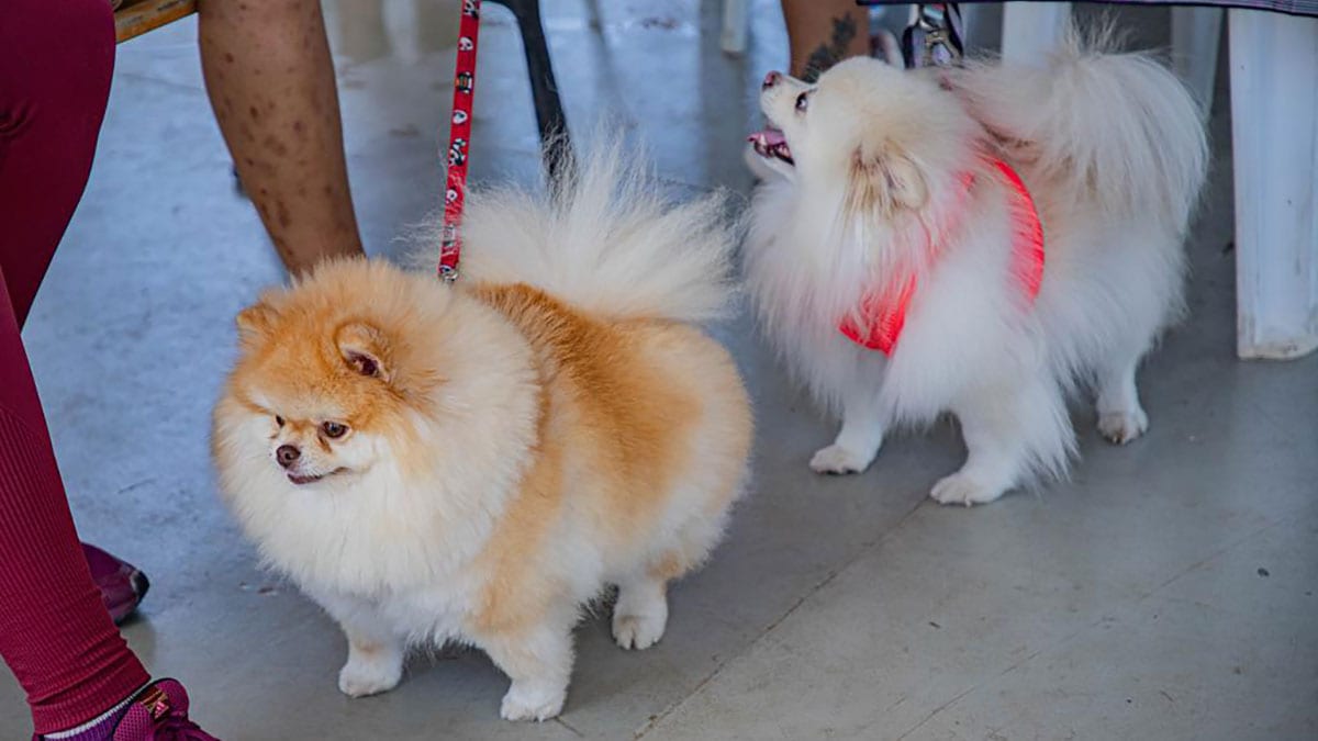 Barueri abre agendamento para 350 vagas de castração gratuita de cães e gatos