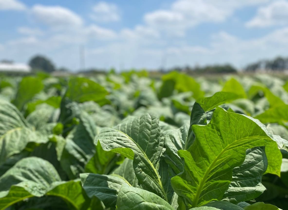 Venâncio Aires cai para 5º lugar entre os maiores produtores de tabaco do Sul