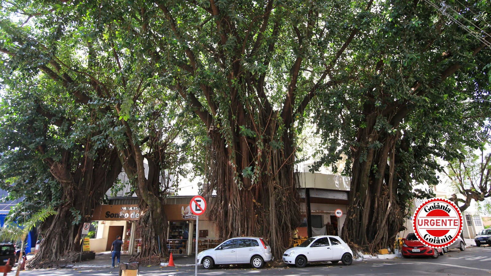 Novo laudo recomenda corte de duas gameleiras na Praça da Cirrose, em Goiânia