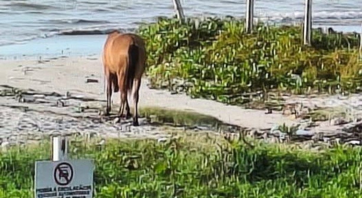 Leitores relatam cinco problemas em PE: animais na praia, obras e trânsito em pauta
