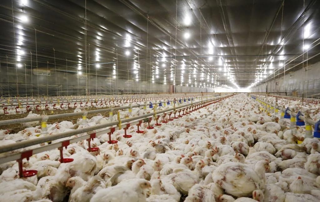 Cinco países restringem compras de frango brasileiro após caso de Newcastle