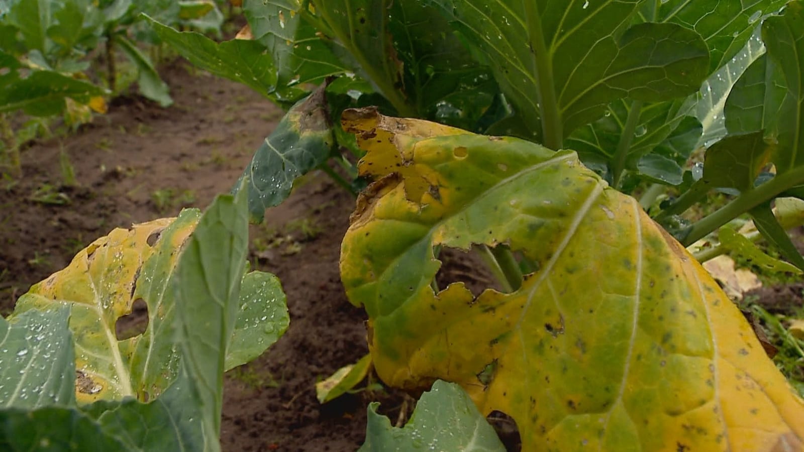 Excesso de chuva no RS apodrece grãos, atrasa plantios e quase triplica preço do tomate
